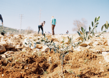 Raja, militant palestinien. Trajectoire d’un engagement en Cisjordanie